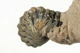 Metacanthina Trilobite - Lghaft, Morocco #204221-6